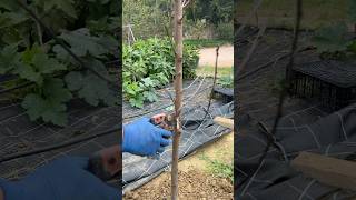 How to Pruning Little Fruit Tree🍒 fruittree asmr pruning orchard cuttingskills fruit howto [upl. by Archambault]