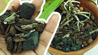 Repotting a damaged orchid  Watering Orchids  Petal Paradise [upl. by Idurt206]