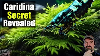 Caridina Care Breeding Baby Shrimp Water Changes Tips and Secrets Revealed [upl. by Naneek]