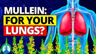 You Wont Believe How Easy LUNG CLEANSE Can Be with Mullein [upl. by Goldy]