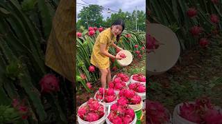 She is Picking Delicious Dragon Fruit from The Garden shorts fruit youtubeshorts [upl. by Ellemaj]