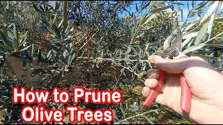 تقليم شجرة الزيتون خطوة بخطوة من البداية حتى النهاية How to prune olive tree [upl. by Freedman]