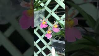 Tolumnia Jairak Firm 642  Pretty Pink Orchid  💗🌸 nature flowers orchid [upl. by Nnayrrehs]