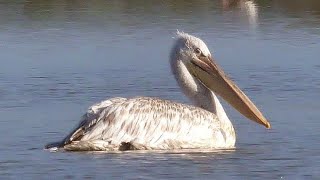 Pellicano Riccio  Dalmatian pelican Pelecanus crispus [upl. by Astraea300]