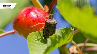 CIMICE ASIATICA – trattamenti biologici  guida con consigli dal professionista [upl. by Templer]