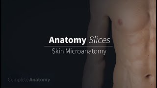 Skin Microanatomy  Anatomy Slices [upl. by Eibrik547]