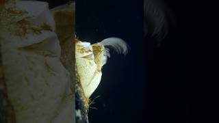 Barnacle Feeding Secrets A Microscopic Wonder [upl. by Zilla246]