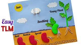 Germination Of Seed Science Model Germination Of Seed Project Seed germination TLM Science TLM [upl. by Eladnor]