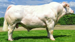 Charolais bulls [upl. by Teahan]