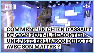 GIGN  la démonstration du chien Nitrate  C l’hebdo  0ç122023 [upl. by Deirdre]