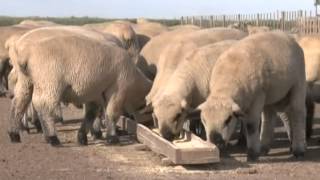 Herramientas de manejo para lograr la mejor genética ovina en el sur de Santa Fe 506 20130406 [upl. by Neelrak399]