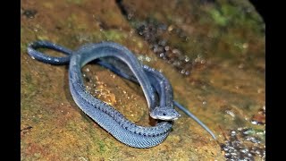 Sosok ULAR NAGA JAWA Di Gunung Sanggabuana [upl. by Arnoldo]