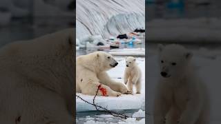 A heartfelt tale of a bear cub seeking a sailors help to save its gravely injured motherpolarbear [upl. by Gardia]