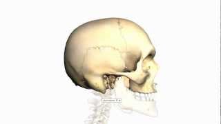 Skull Tutorial 3  Sutures of the skull  Anatomy Tutorial [upl. by Valonia548]