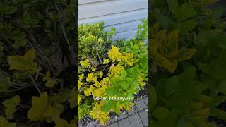 Day 9 Spectracide Weed Killer Results bestlawn greengrass lawncarenut lawn diy [upl. by Jadwiga]