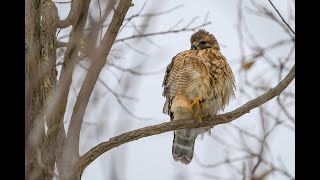 Redshouldered Hawk preening [upl. by Malim]