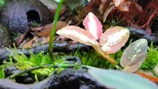 Thomass Auratus Dart Frog Vivarium [upl. by Felicia]