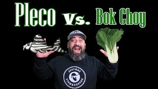 Pleco Vs Bok Choy [upl. by Dalury255]