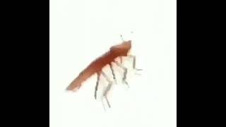 Dancing cockroach 1 hours [upl. by Weinman]