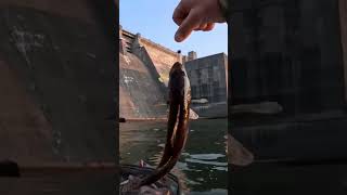 Sauger prettiest freshwater fish [upl. by Adaminah771]