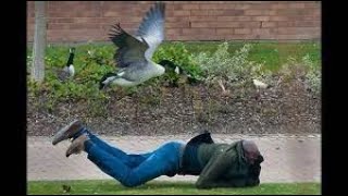 FUNNIEST Geese Attack Compilation  MUST SEE Angry goose video NEW HD [upl. by Perle51]