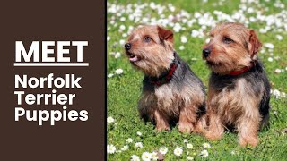 Norfolk Terrier Puppies 101 Your Ultimate Guide [upl. by Nnylarac897]