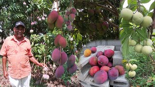 Ubaldo cosecha todo tipo de mangos en su tierra La vida del campo [upl. by Citarella]