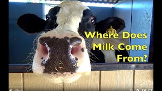 WHERE DOES MILK COME FROM MOO COW MOO  EDUCATIONAL KIDS [upl. by Nonarb698]