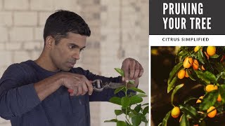 Pruning The Secret to Beautiful Lemon Lime and Orange Trees in Containers [upl. by Nonnek]