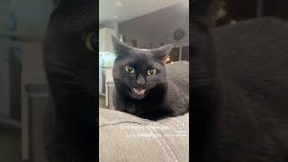 Cats React To Sneezes youtubeshorts shorts viralvideo cat cute funny tiktok foryou gaming [upl. by Kennard]