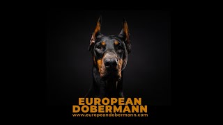 European Doberman Available Puppies Florida [upl. by Bertrando541]