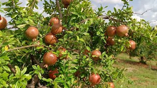 MK Organic Farmings pomegranate crops flourish yielding juicy nutritious fruit [upl. by Erminie]