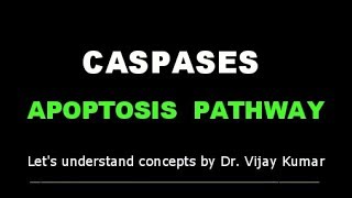 Caspase Activation  Caspases Apoptosis  Apoptosis Mechanism  Apoptosis Pathway  Human Pathology [upl. by Naved]