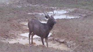 A dance in the wild Sambar deers beauty secret [upl. by Atinas719]