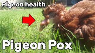 Pigeon Pox  Pigeon Health Episode 4 [upl. by Annadal]