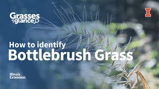 How to Identify Bottlebrush Grass  Grasses at a Glance [upl. by Diarmit966]