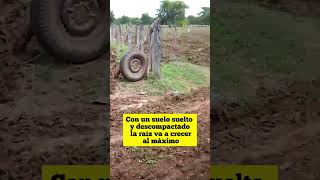 🌱5 pasos en la siembra de Brachiaria Humidícola en la Hacienda San José por estolón y sin enmienda [upl. by Nolie]