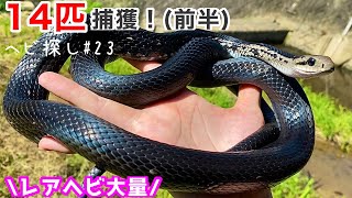 ヘビ14匹捕獲🔥前半 ヘビ採取2021！23【蛇の捕まえ方】Capture 11 snakes first half Capture snakes 2021 23 [upl. by Bellamy]