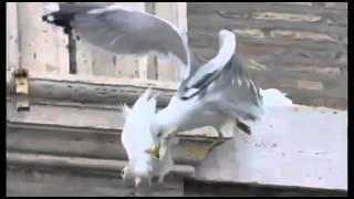 Palomas de la paz son atacadas en el vaticano por cuervo y gaviota [upl. by Etep]