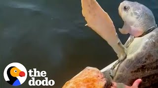 Family Works Together To Rescue Suffocating Turtle  The Dodo [upl. by Dranreb277]