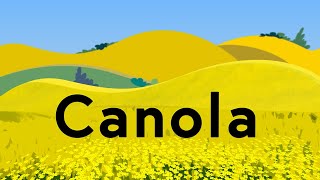 Canola Explained [upl. by Marnia19]