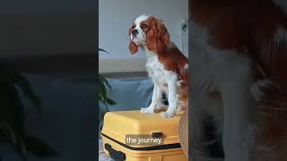 Adding a Cavalier King Charles Spaniel to your Family [upl. by Osyth769]