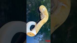 Super Pastel Pied pythonmorph ballpython ballpythonsnake [upl. by Erida]