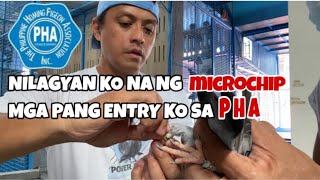 NILAGYAN KO NA NG MICROCHIP MGA PANG ENTRY KO SA PHA Reggie Cruz Loft amp Aviary reggiecruzloft [upl. by Ahsoyem790]