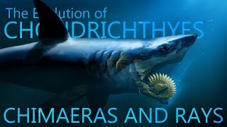 Evolution of Chimaeras and rays [upl. by Dulcinea676]