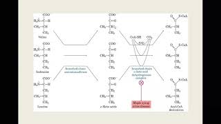 METABOLISMO DE PROTEINAS 2 2 [upl. by Anazraf]