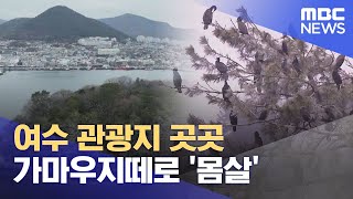 여수 관광지 곳곳 가마우지떼로 몸살 20240119뉴스데스크여수MBC [upl. by Adnawyek881]