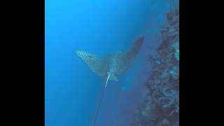 Diving in Belize  Up Close and Personal with a Spotted Eagle Ray [upl. by Yebloc]