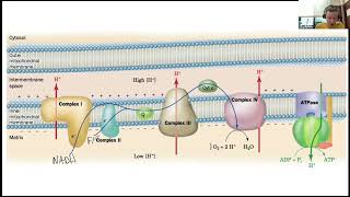 Oxidative Phosporylation 1 [upl. by Gnoud255]