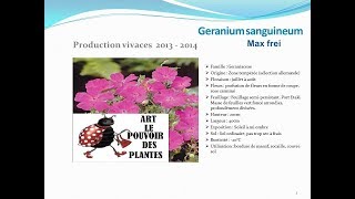 Geranium sanguineum max frei plante vivace [upl. by Scheider424]